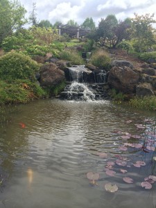 Koi Pond at the Oregon Garden